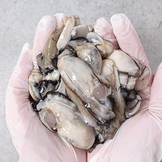 경남고성가리비