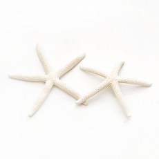 오꿈 오꿈 조개모형 조개껍데기 100g, D08 (SF) 긴팔불가사리, 1세트