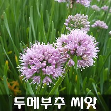 두메부추