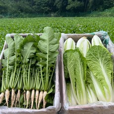 동두천 아삭이 어린 열무 얼갈이 세트, 열무5kg, 1개