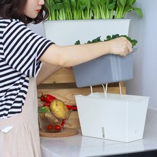 수경 새싹 채소 식물 야채 재배기 수경재배키트