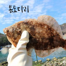 봄도다리 추천 1등 제품