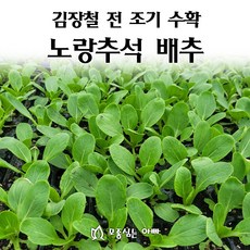 [모종심는아빠] 김장철 전 조기 수확부터 김장용까지 노랑추석 배추 모종, 모종7포트, 1개