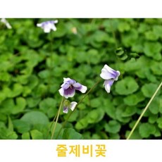 초화식물/야생화 줄제비꽃 화분모종4개(L0013)