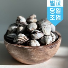 햇 벌교 새꼬막