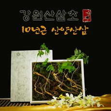 강원산삼초 유기농 산양산삼 10년근 산양삼 산삼 장뇌삼 효능, 1세트, 산양산삼 10년근 (7주)