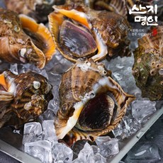 태안 자연산 활 참소라 (중) 7미 내외 1kg, 1개