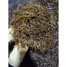  초록수산 완도산 신지 생 톳 2kg, 1개, 생톳 15kg 