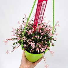 핑크트리안