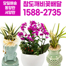 참도깨비꽃배달 동양란 서양란 개업 승진 취임 선물 축하화분/당일배송, 11.만천홍(중품)