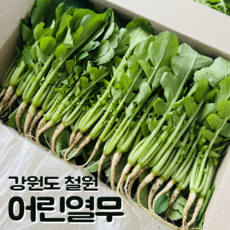 [달콤밥상 어린열무] 물 좋은 철원 산지직송 어린열무, 1개, 2kg