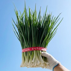 채소다움 국내산 보성 깐쪽파, 1개, 1단(800g 내외)