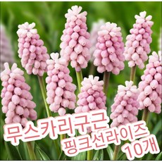 무스카리구근 핑크선라이즈 10개묶음/방울방울 포도알같은 꽃을 피워 그레이프 히아신스라고, 10개