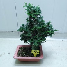 청짜보 새로입고 공기정화식물, 1개