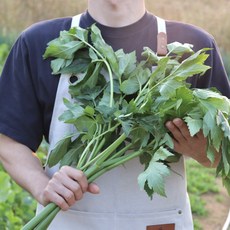 유기농 친환경 케일 신선초 1kg 즙용 녹즙용 주스용 국내산 당일수확, 1개