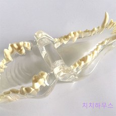 애완 동물 치아 모형 개 고양이 이빨 구강 수의학과 Zuhty 증정, 1개