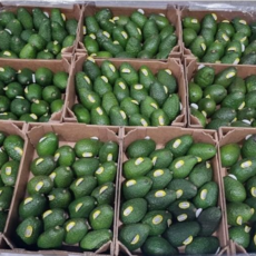 뉴질랜드산 프레시 아보카도, 12개, 180g 내외