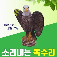 독수리소리