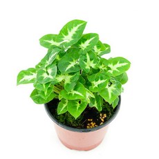 싱고니움수경재배