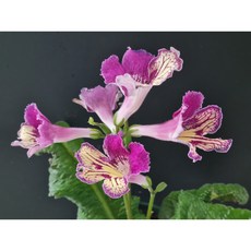 스트렙토카르푸스 TOP01