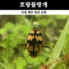  [물방개 키우기] 호랑물방개, 암컷 