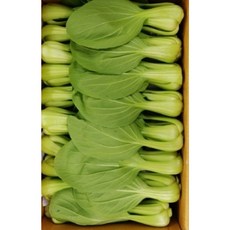 알뜰농장 신선야채 국내산 최상품 청경채 2~4kg내외, 1개, 청경채 2kg내외