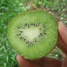 참다래 그린키위 1kg 소과 _ 3271ea, 1