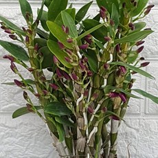 추천3덴드로비움