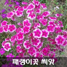 가을파종