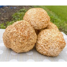 최상급 노루궁뎅이버섯, 노루궁뎅이 생버섯 1kg, 1개