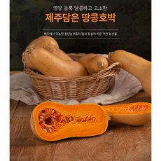 제주담은농장 땅콩호박, 땅콩호박(소과 500g미만) 5KG, 1개