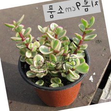 다육 아악무코끼리 풀 토피어리 소품화분아악무코끼리풀 토피어리화분조화 봄키우기쉬운 식물, 1개