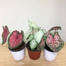 [해피그린 화원] [3개묶음] [랜덤발송] 칼라디움 칼라데아 레디안스 에그저딕댄스 썸머브리츠 칸디덤 스플래쉬오브와인 희귀식물 공기정화식물 식물 159 화원 농원