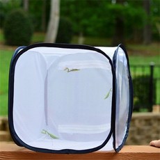 호랑나비애벌레