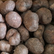 둥근마 24년 10월 생산 정품 실속형 소과 1 2 3 5 kg, 2kg, 1개