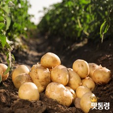 [맛통령] 국내산 햇감자 포슬포슬 수미감자, 감자 (대) 2kg, 1개