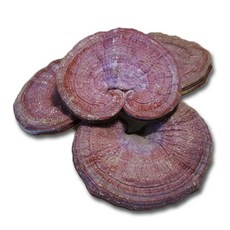 중국산 영지버섯 한방 한약 건강차 동의한약나라, 1kg, 1개