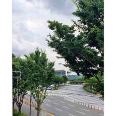 대구연암모던블라인드
