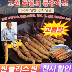고급 동충하초 유기농 동충하초 건조 동충하초 무농약 간 보호항암항피로, 양질동충하초0_5gx1+1