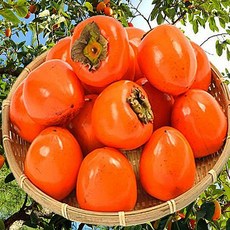 고당도 당도보장 달콤한 대봉감 감중에 으뜸 햇 대봉 홍시 감, 6kg, 1개