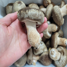 친환경 무농약 프리미엄 솔송화버섯 부모님 선물 아이 반찬, 1박스, 1kg