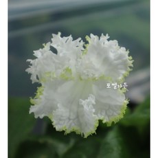 스트렙토카르푸스 눈송이