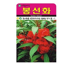 봉선화 씨앗 500립