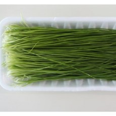 [국내산] 산지직송 싱싱한 향긋한 영양가득 명품 영양부추, 1개, 500g
