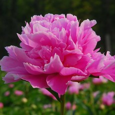 a7c15689c477d9252cd62b1fbb83193f1612f2a9500ba67a1bb727db4000.jpg