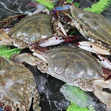 햇꽃게3kg