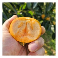 경남 농장직송 햇 부유단감 프리미엄 특품 단감 대과 3kg 프리자연, 1개