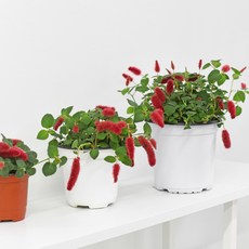 동의한재 A급 국산 비단풀 땅빈대 300g 1개 상품 이미지