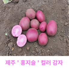 무농약홍감자