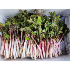 국내산 제철 땅두릅 자연산, 500g, 1개, 500g